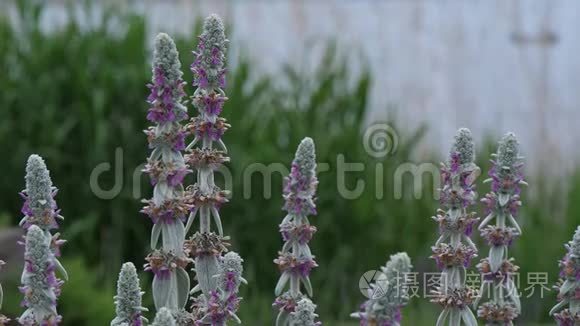 日本川美子湖美丽的花朵视频