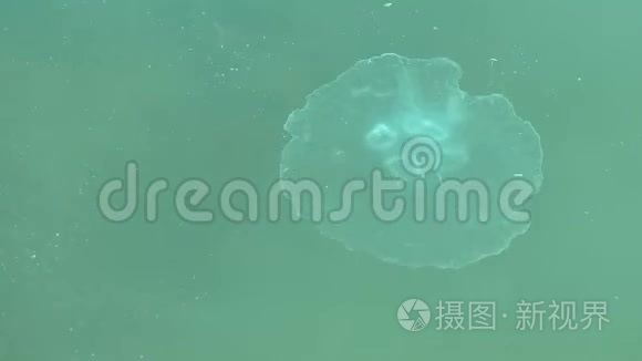 小型水母-小型白色水母在水中游泳的生活方式