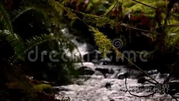 在流动的河流上的树枝上的苔藓视频
