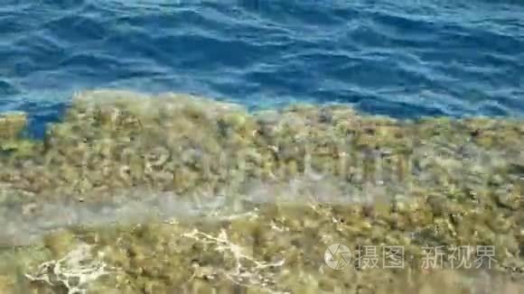 海水或海水与石化的珊瑚石视频