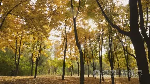 秋天阳光明媚的森林里落叶视频