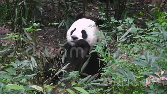 大熊猫早上吃竹子视频