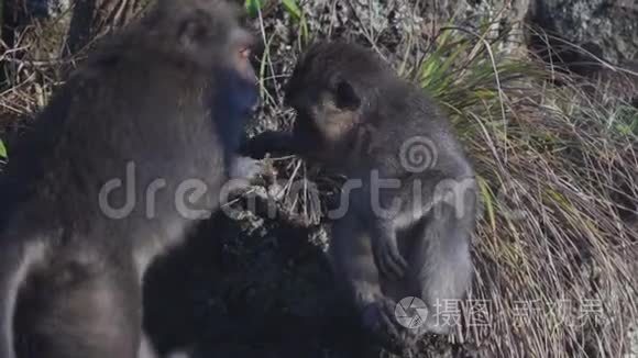 Batur印度尼西亚巴厘山火山熔岩上的猴子