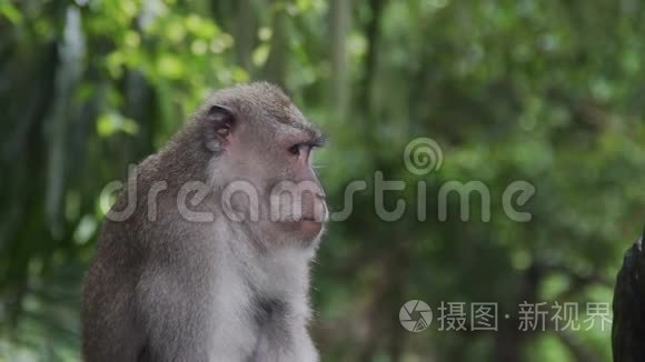 猴子在印尼巴厘岛猴林抓鼻子