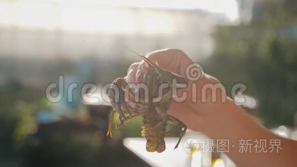 小龙虾在水中用香料和草药烹饪。 热煮小龙虾。 龙虾特写..