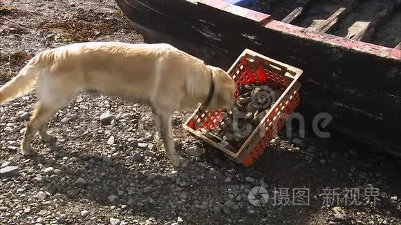 一只拉布拉多犬检查一箱牡蛎视频