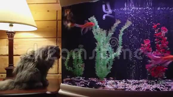 毛茸茸的灰猫在水族馆里看鱼视频