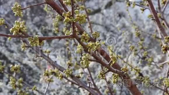 春天的樱桃未发芽视频