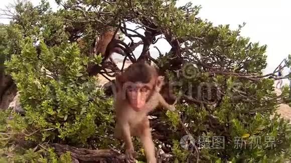 小猴子看着树上的摄像机视频