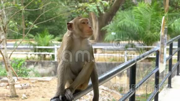 猴子坐在动物园围栏的栏杆上。 泰国。