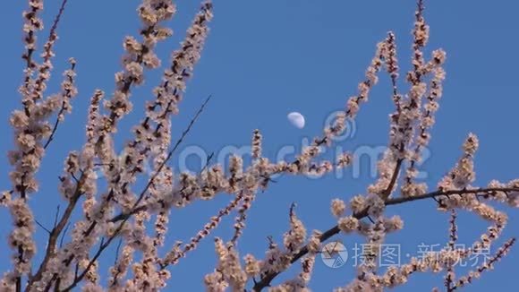 盛开的杏树背景视频