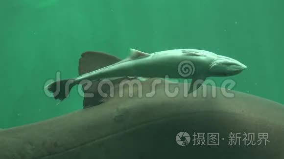 小鲨鱼海洋生物视频