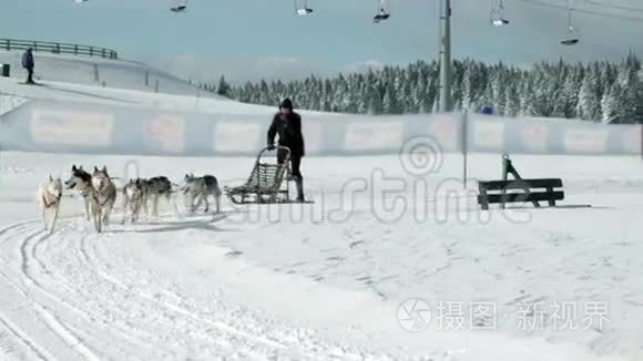 女人和狗一起骑雪橇视频