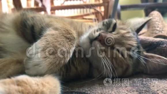 美丽的灰猫睡觉