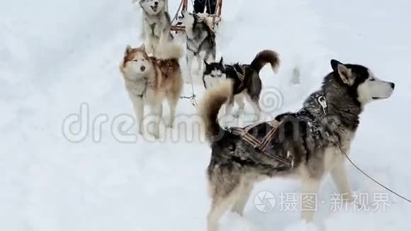 雪橇和雪橇西伯利亚哈士奇视频