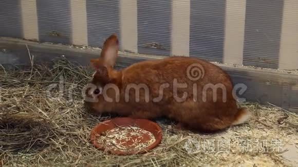 宠物动物园里的红兔视频