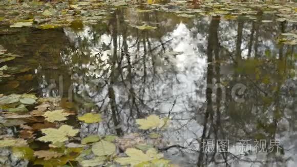 风秋池塘水面视频