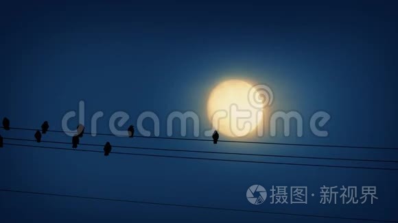月亮前面的铁丝网上的鸟地视频