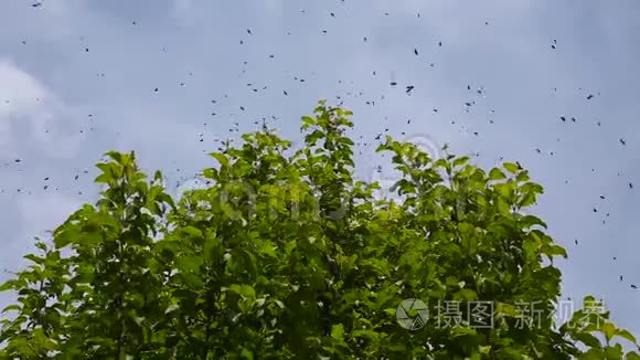 一群蜜蜂飞过一棵树视频