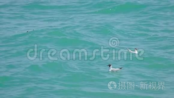 海鸥漂浮在碧绿色的海面上视频