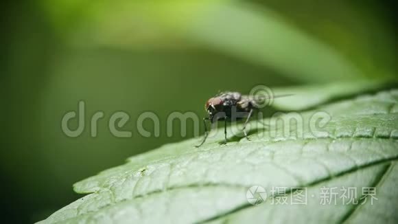 一只苍蝇坐在绿叶上洗草
