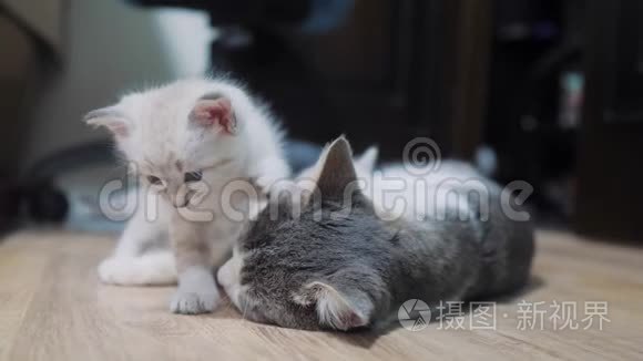 小猫在猫妈妈旁边玩耍。睡在猫妈妈旁边的可爱小猫。猫咪亲情关爱友情