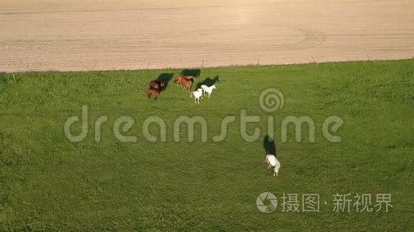 在草地和田野上空盘旋，带着马匹，鸟瞰