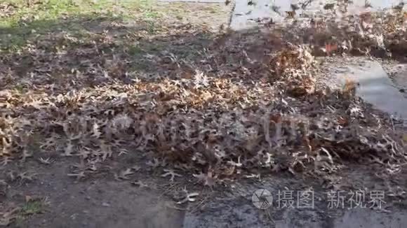 在秋天，人们用扫帚从树叶中清理领地，
