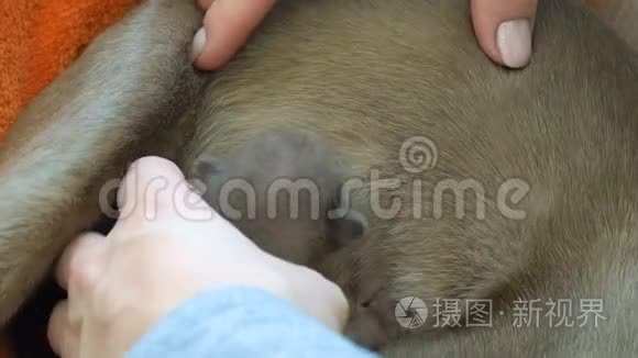 缅甸猫喂养新生的小猫视频