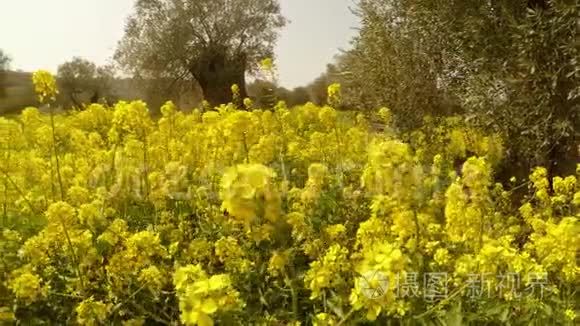 许多黄色的花在橄榄园里，它在塞浦路斯的冬天种植了狮子心的理查德