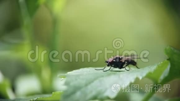 一只苍蝇坐在绿叶上洗草视频