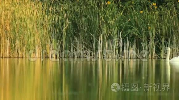 一家家天鹅在湖边视频