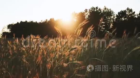 夏日的阳光照耀着绿色麦田的农业景观。 年轻的绿色小麦在日落黎明的时候。 6月