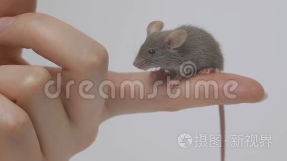 科学家手臂上抱着一只灰色的实验室老鼠。