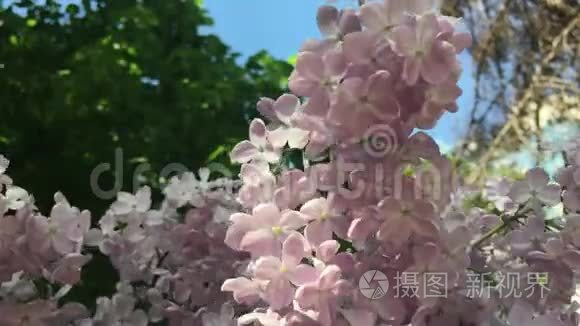 花园里的紫色丁香花