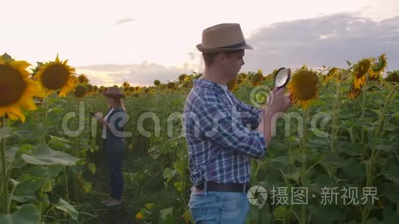 日落时分，两个人在向日葵的田野上