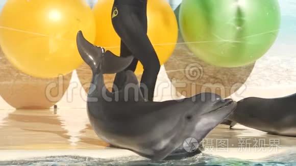 海豚在游泳池里玩球慢动作视频视频
