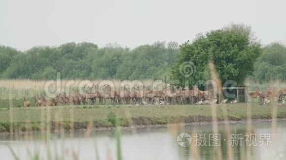 麋鹿即将过水