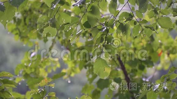 夏天的雨落在绿叶上。 森林里的雨