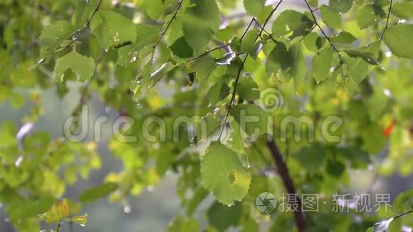 夏天的雨落在绿叶上。 森林里的雨