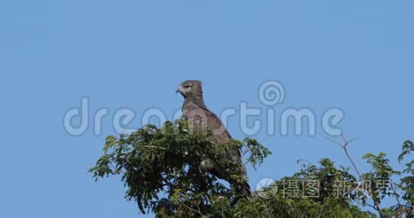 雄鹰，美洲狮，成年栖息在树顶，肯尼亚马赛马拉公园，