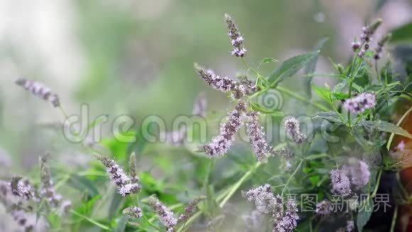 万寿菊在雨中，轻风特写，动态场景，调色视频.. 绿叶的枝条在雨中，微风轻拂，