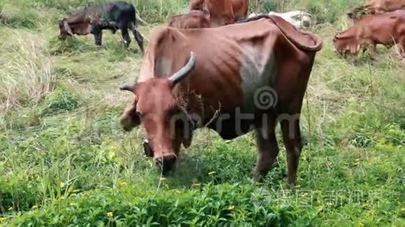 奶牛在草地上放牧在乡村