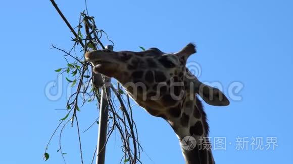 高长颈鹿吃树叶视频