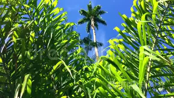 热带丛林景象棕榈树蓝天视频