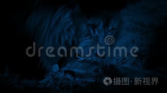 狮子在黑暗中吃死动物视频