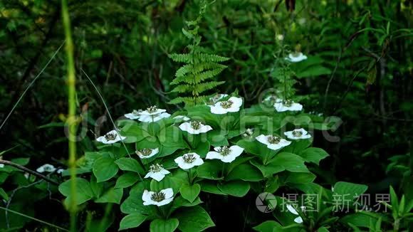 山茱萸或匍匐茱萸作为野花生长视频