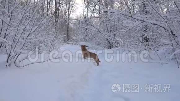 冬季森林和狗的全景