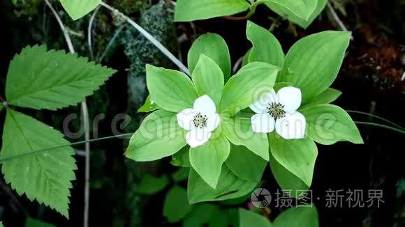 山茱萸或匍匐茱萸作为野花生长视频