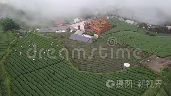 台湾阿里山地区采集乌龙茶叶种植园. 雾天空中景色